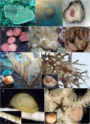 A New Species of Waginella (Crustacea: Thecostraca: Ascothoracida) Parasitic on a Stalked Crinoid From Tasman Sea, With Notes on Morphology of Related Genera
